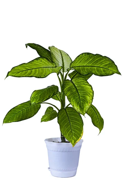 Indoor Flower White Pot Isolated White Background Dieffenbachia — Zdjęcie stockowe