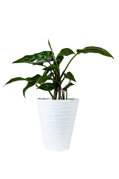 Indoor Flower White Pot Isolated White Background Aglaonema Maria — Foto Stock