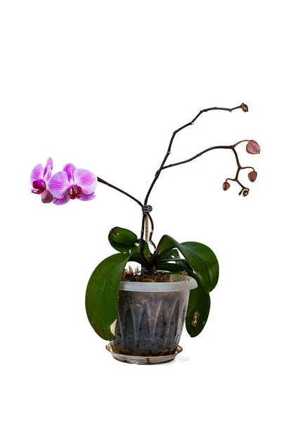 Indoor Flower White Pot Isolated White Background Pink Orchid — Stock Photo, Image
