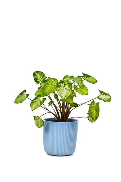 Indoor Flower White Pot Isolated White Background Syngonium — ストック写真