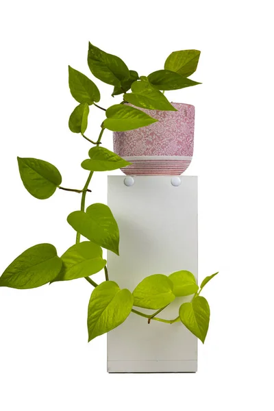 Indoor Flower White Pot Isolated White Background Epipremnum Lime — Stock Photo, Image