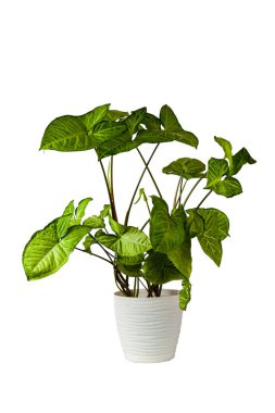 Beyaz bir arka planda izole edilmiş beyaz bir tencerede kapalı bir çiçek. Sengonyum.