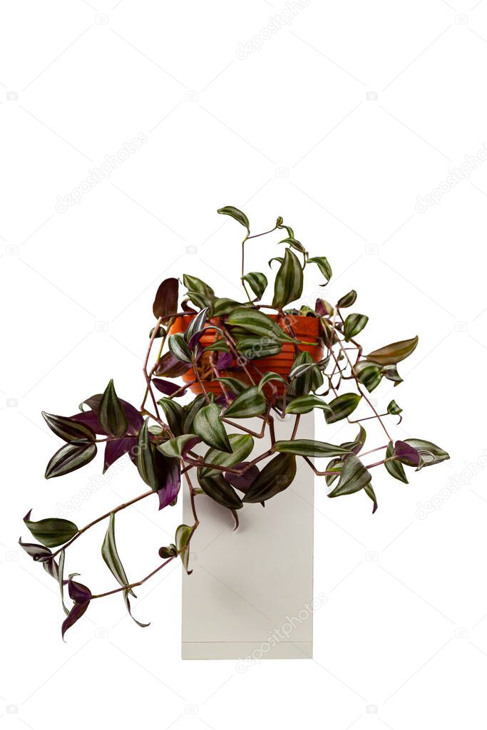 Indoor flower in a white pot isolated on a white background. Tradescantia.