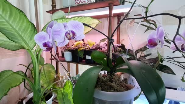 Žena Zalévá Orchidej Plechovkou Vody Péče Rostliny — Stock video