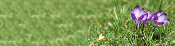 Цветущие Крокусы Солнечный День Весенние Цветы Траве — стоковое фото