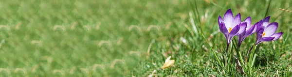 Blühende Krokusse Einem Sonnigen Tag Frühlingsblumen Gras — Stockfoto