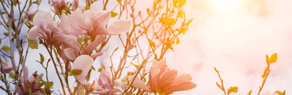 Kwitnące Różowe Magnolie Słoneczny Dzień Wiosenne Kwiaty Pod Błękitnym Niebem — Zdjęcie stockowe