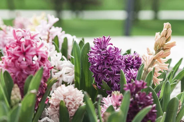 Des Jacinthes Multicolores Fleurissent Par Une Journée Ensoleillée Fleurs Printanières — Photo