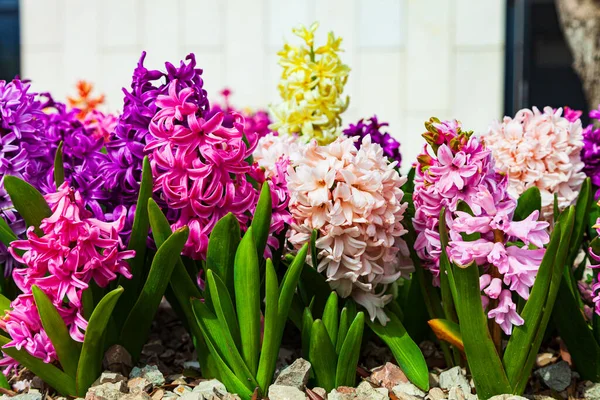 Floração Jacintos Multi Coloridos Dia Ensolarado Flores Primavera Parque — Fotografia de Stock
