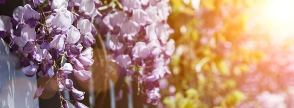 Kwitnąca Liliowa Wisteria Słoneczny Dzień Piękna Liana Kwiatami Parku — Zdjęcie stockowe