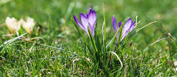 Blommande Krokusar Solig Dag Vårblommor Gräset Royaltyfria Stockfoton