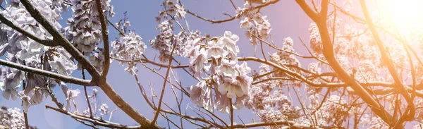 Kwitnąca Paulownia Słoneczny Dzień Drzewo Adama Parku Pod Niebem Sztandar Obraz Stockowy