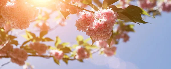 Blommande Rosa Sakura Solig Dag Vårblommor Parken Mot Himlen Banderoll Royaltyfria Stockbilder