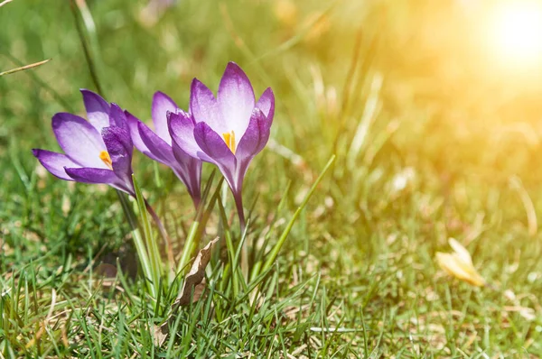 Crocuses Florecientes Día Soleado Flores Primavera Hierba —  Fotos de Stock