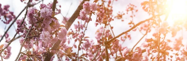 Blommande Rosa Sakura Solig Dag Vårblommor Parken Mot Himlen Banderoll Stockbild