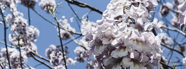 晴れた日に桐の花を咲かせます 公園のアダムの木は空に対して バナー ロイヤリティフリーのストック画像