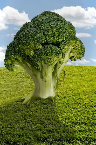 Brokuły drzewo — Zdjęcie stockowe