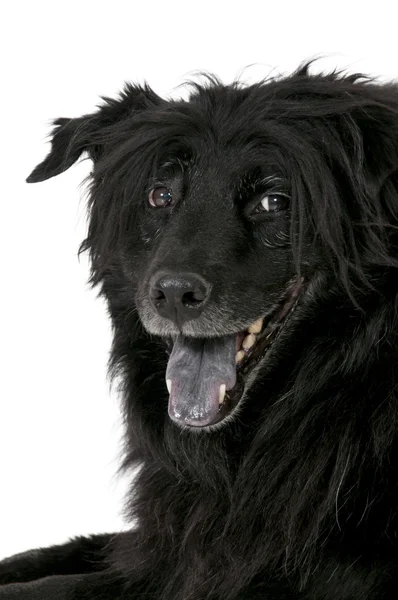 かわいい犬 — ストック写真