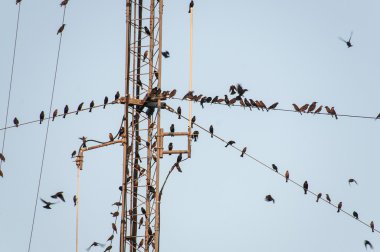Birds on Wire clipart
