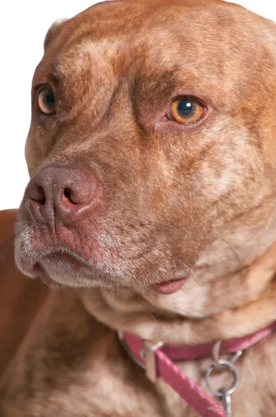 Pitbull-Mischlingshund — Stockfoto