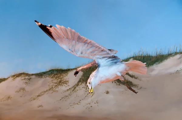 Seagull — Stock Photo, Image