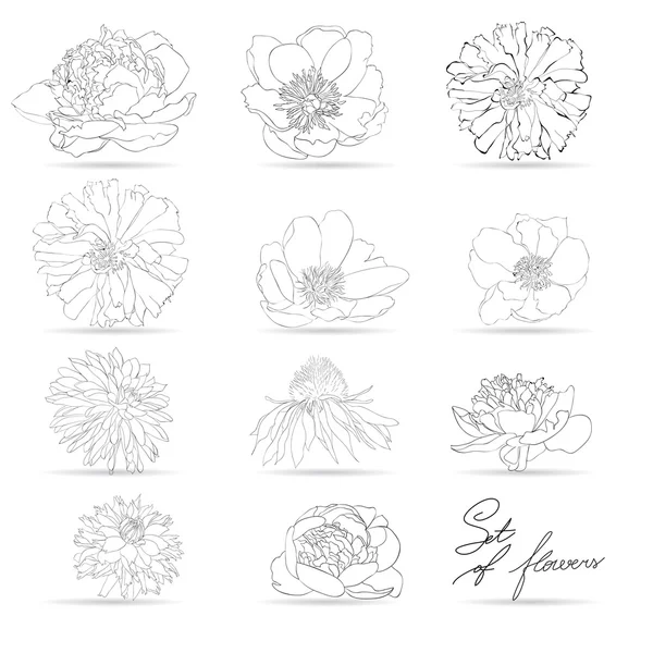 Conjunto de flores — Vector de stock