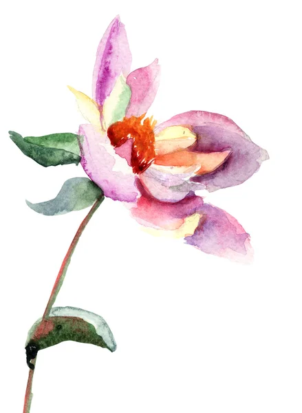 Dahlia flor, aquarela ilustração — Fotografia de Stock