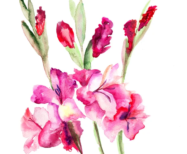 Hermosas flores de gladiolo —  Fotos de Stock