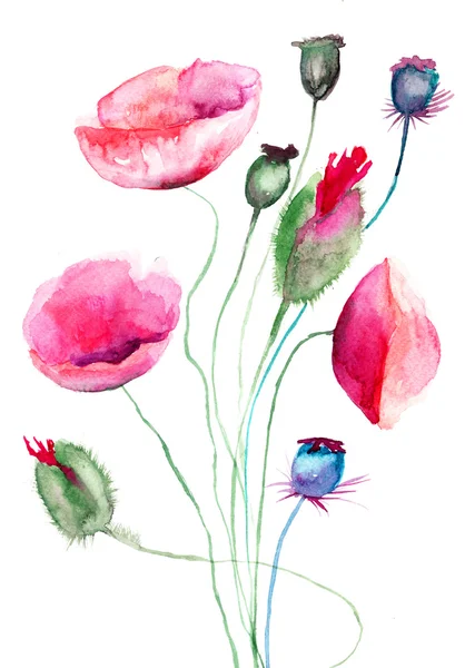 Vallmo blommor, akvarell illustration — Stockfoto