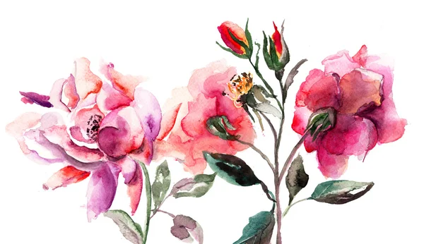 Beautiful Roses flowers, Watercolor painting — Stock Photo, Image