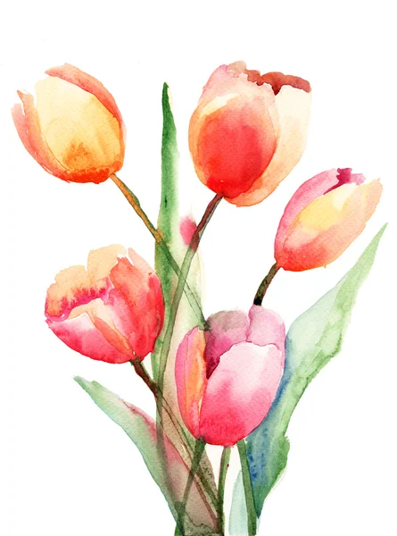 Tulips flowers, Watercolor painting — Stock Photo, Image