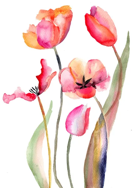 チューリップの花 — ストック写真