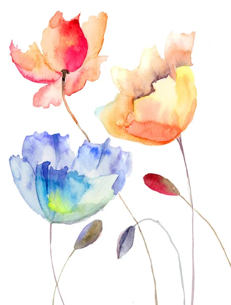 Prachtige zomerbloemen, aquarel illustratie — Stockfoto