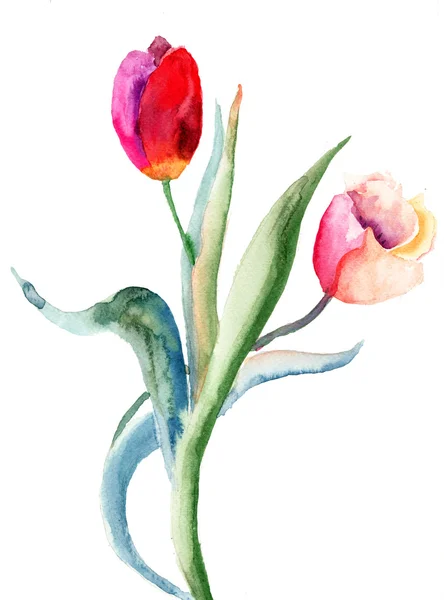 Tulips flowers — Stock Photo, Image