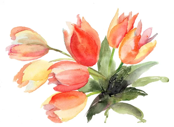 Flores de tulipanes originales — Foto de Stock