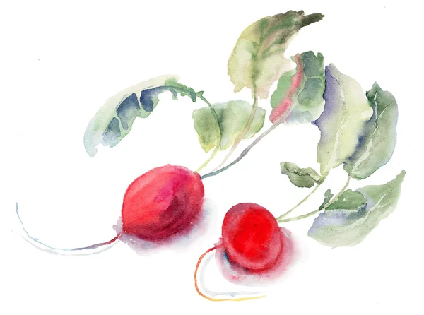 Rabanete de jardim, ilustração aquarela — Fotografia de Stock