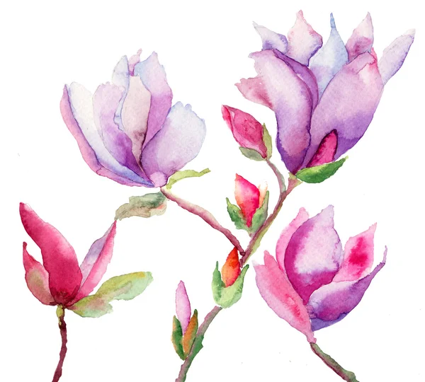 Schöne Magnolienblüten — Stockfoto