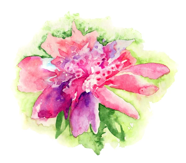 Pink Peony flower, Watercolor painting