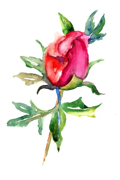 Flor de flor de Peônia — Fotografia de Stock