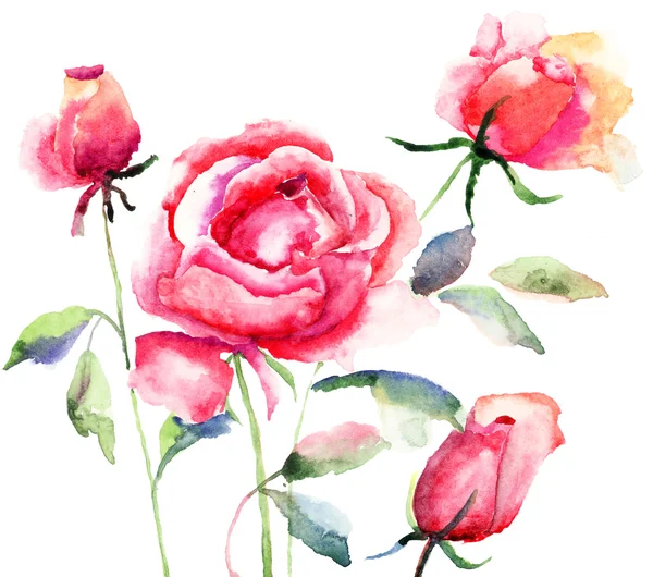 Flor de rosa, ilustração aquarela — Fotografia de Stock