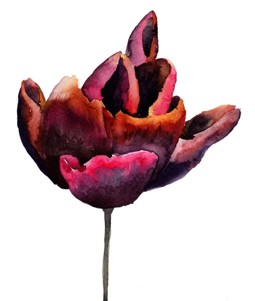 Black Tulip flower — Stock Photo, Image