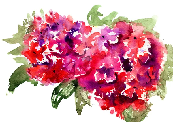 Beautiful Hydrangea red flowers — Stock Photo, Image
