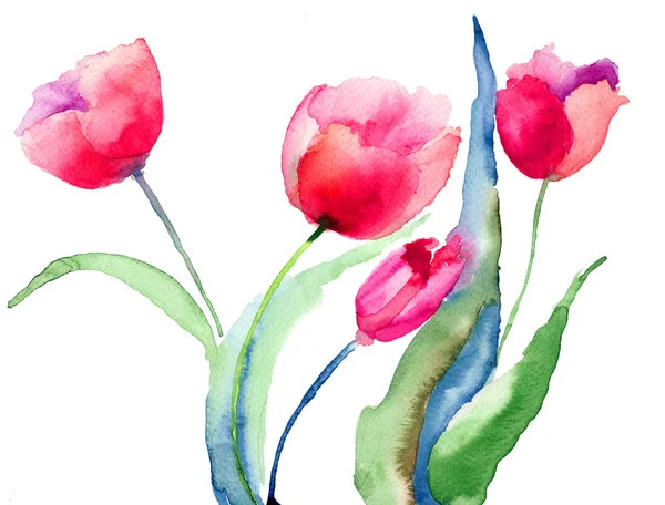 Bellissimi fiori di tulipani — Foto Stock