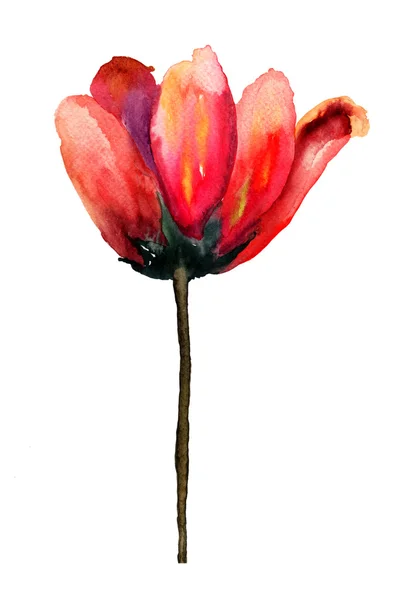 Fiori di tulipano rosso — Foto Stock