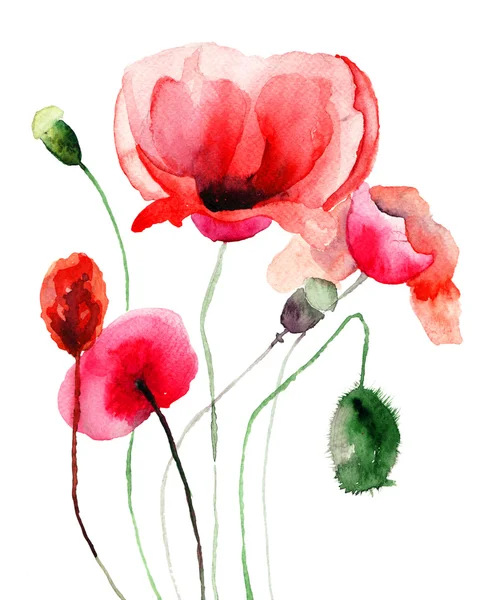 Stylized Poppy flowers illustration — Stock Photo, Image