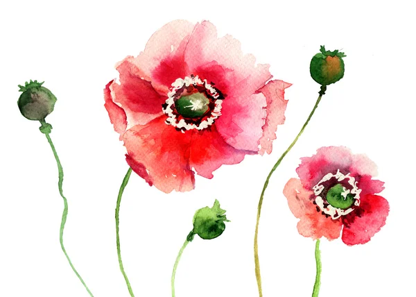 Stylized Poppy flowers illustration — Stock Photo, Image
