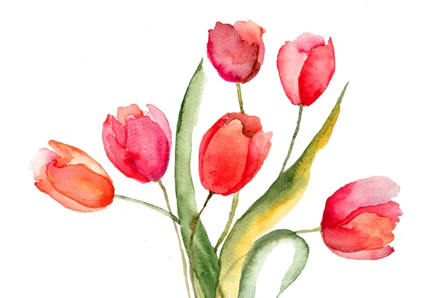 Beautiful Tulips flowers — Stock Photo, Image
