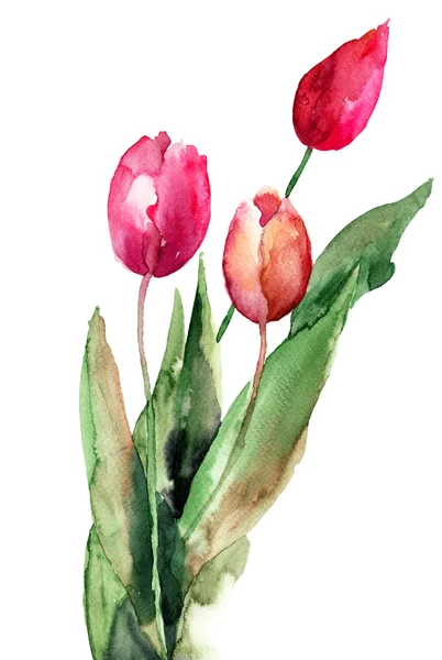 Three Tulips flowers — Stock Photo, Image