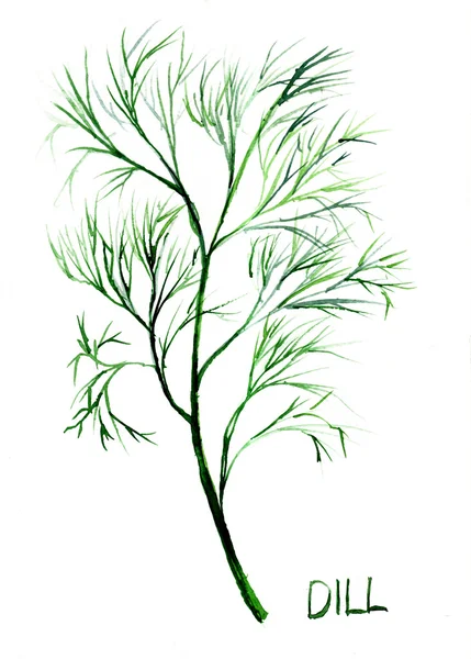 Dill, akvarell illustration — Stockfoto