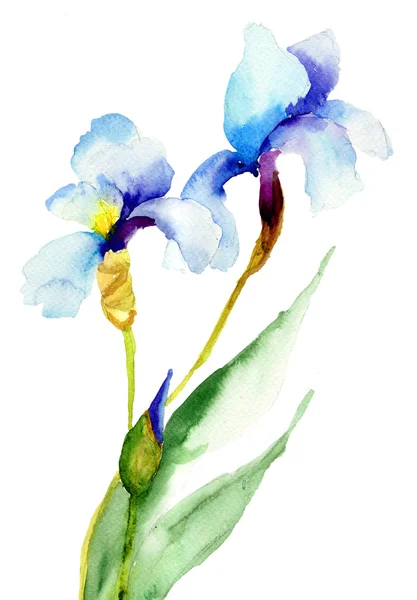 Iris bloemen — Stockfoto